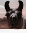 Elliot