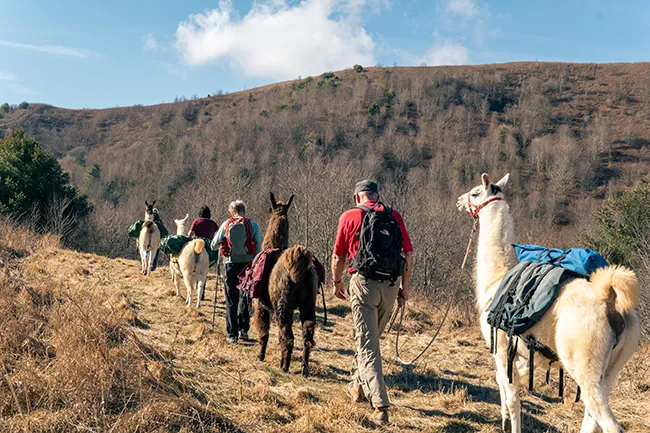 fall llama trekking