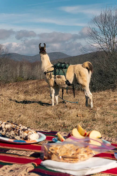 a llama hike and a picnic in the mountains