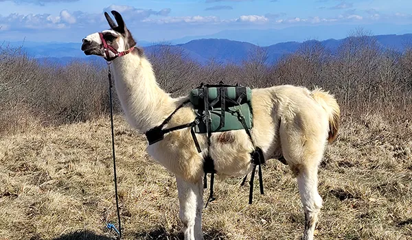 what to expect when trekking with a llama
